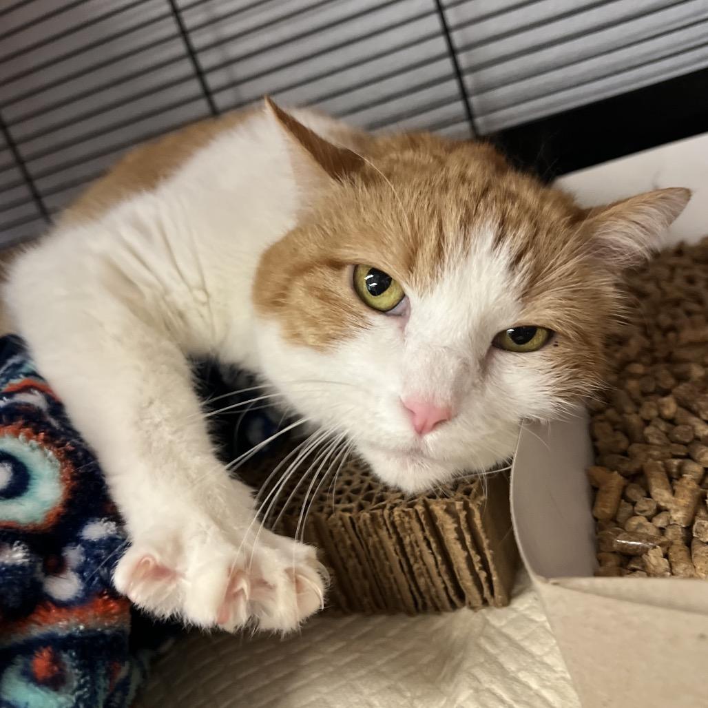 Cortana, a Adoptable Domestic Short Hair in Amarillo, TX image 3/6