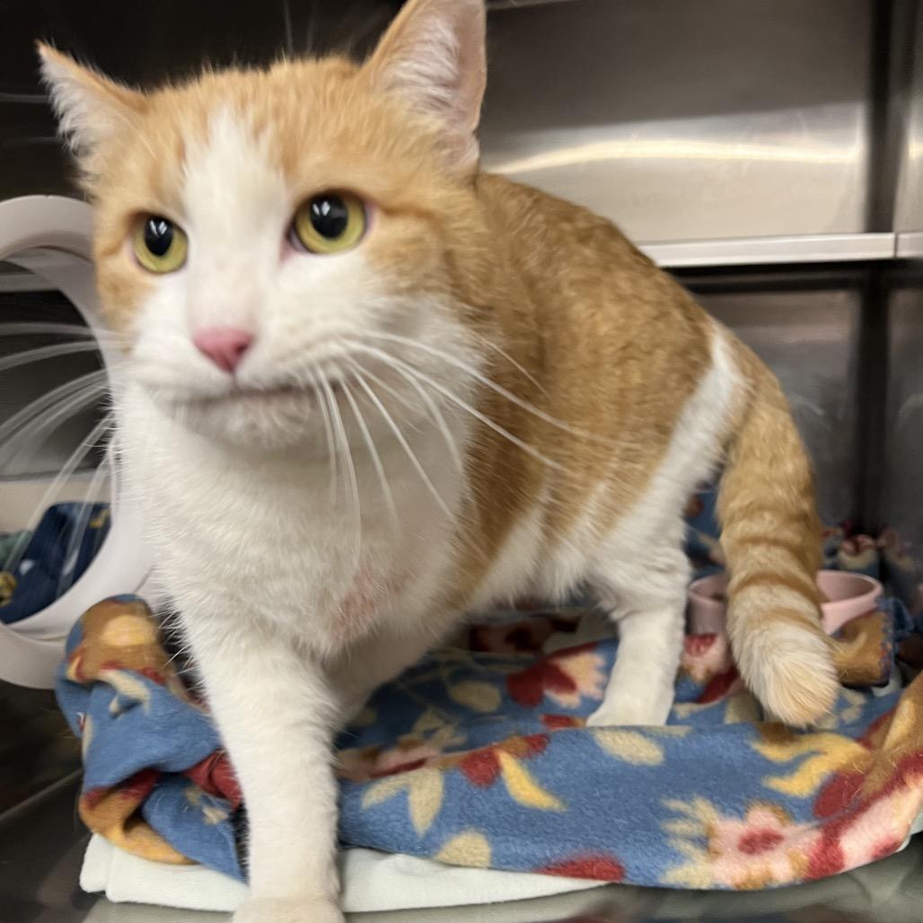 Cortana, a Adoptable Domestic Short Hair in Amarillo, TX image 4/6