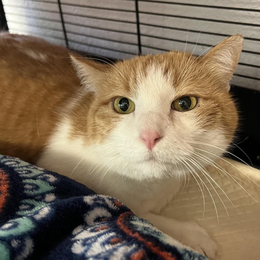 Cortana, a Adoptable Domestic Short Hair in Amarillo, TX image 5/6