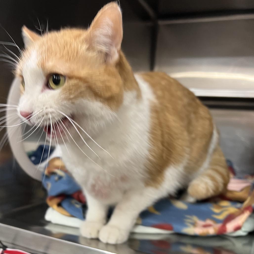 Cortana, a Adoptable Domestic Short Hair in Amarillo, TX image 6/6