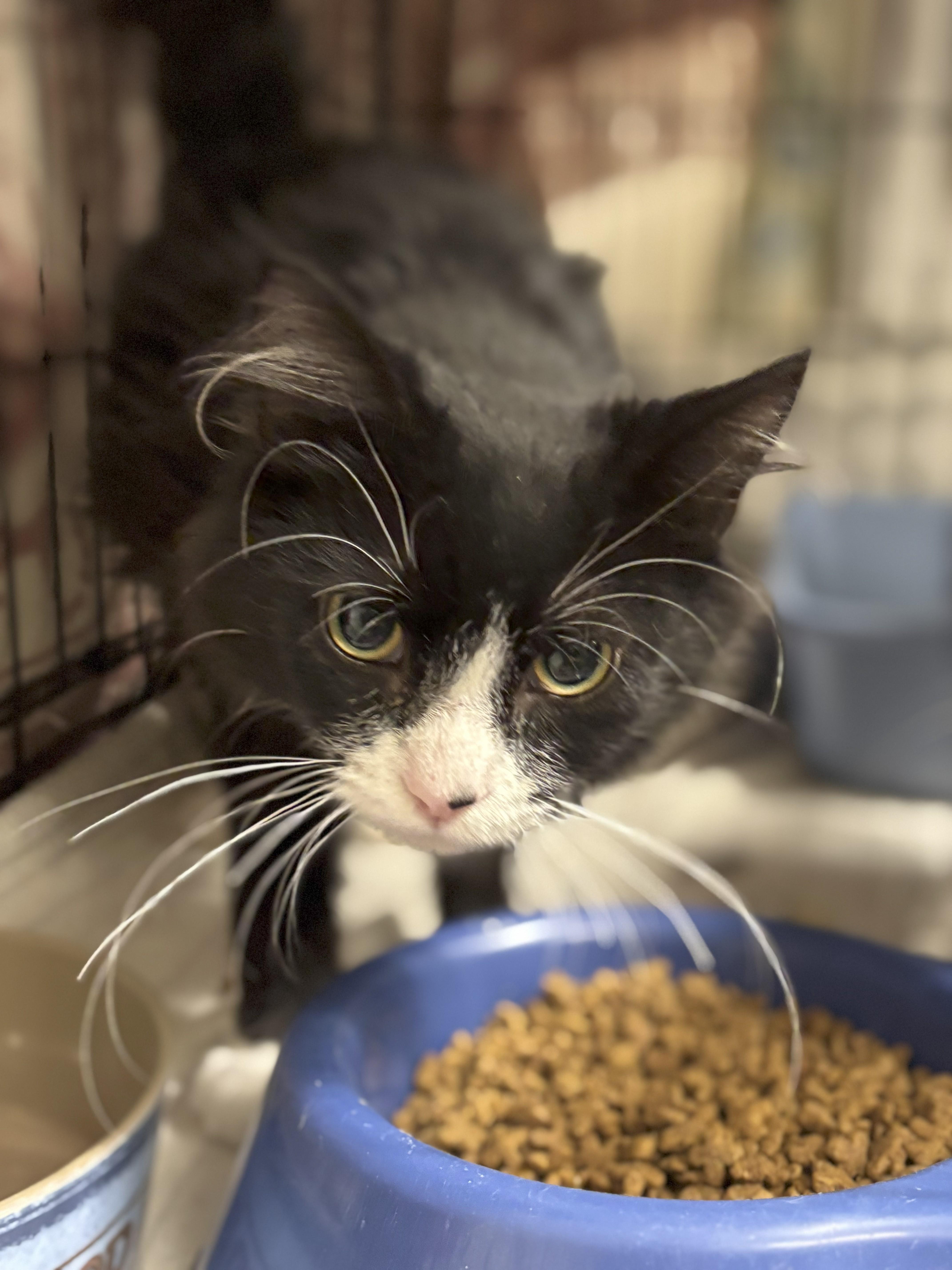 Merry, Adoptable, Young Male Domestic Medium Hair.