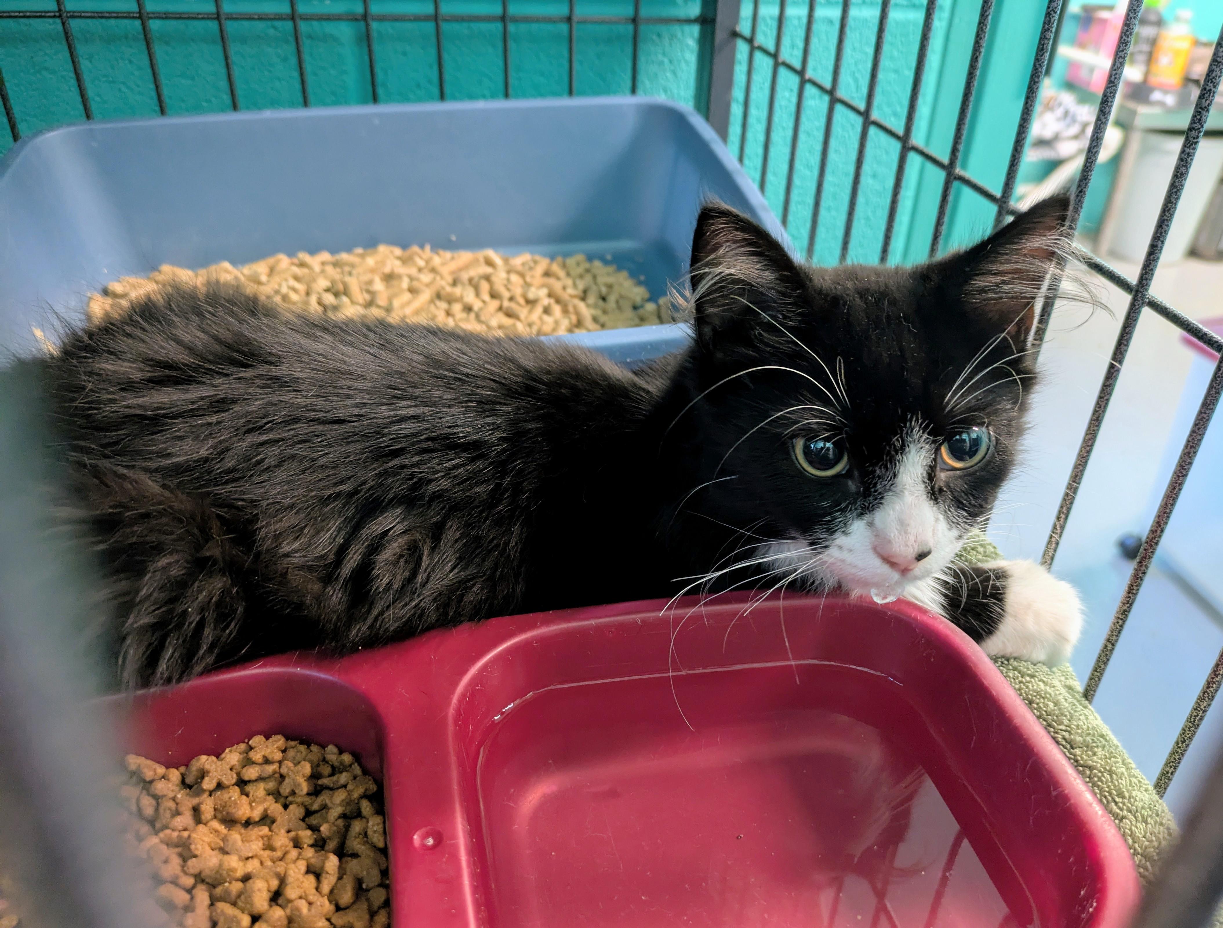 Enlarge Merry, a Adoptable mixed breed in Bedford, VA image 2/2