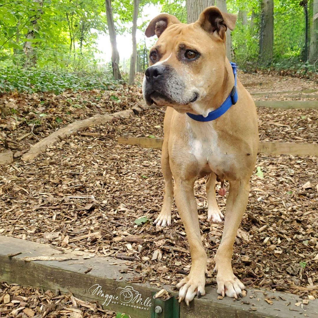 Maya, Adult Female Staffordshire Bull Terrier