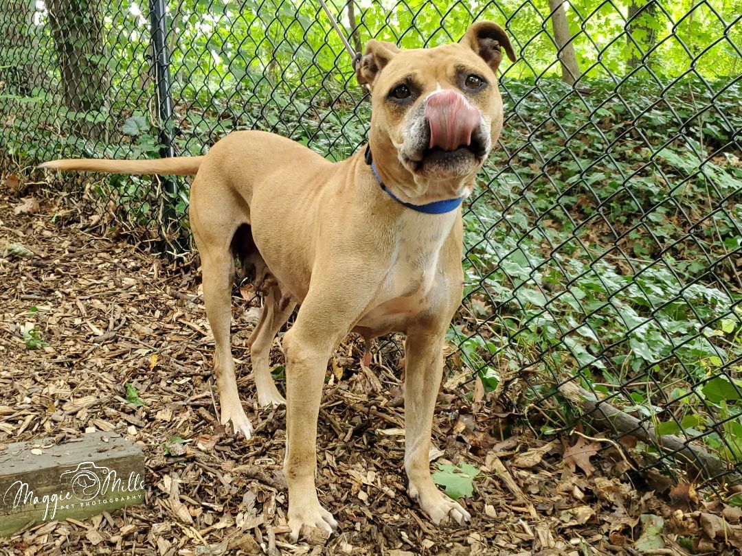 Enlarge Maya, a Adoptable mixed breed in Port Washington, NY image 2/4