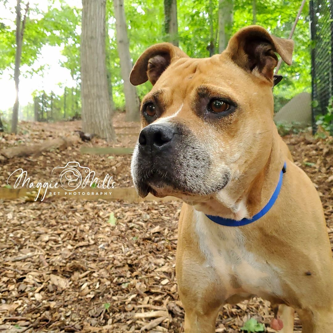 Enlarge Maya, a Adoptable mixed breed in Port Washington, NY image 3/4