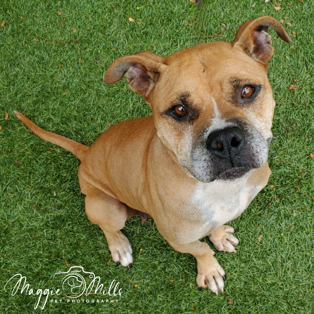 Enlarge Maya, a Adoptable mixed breed in Port Washington, NY image 4/4
