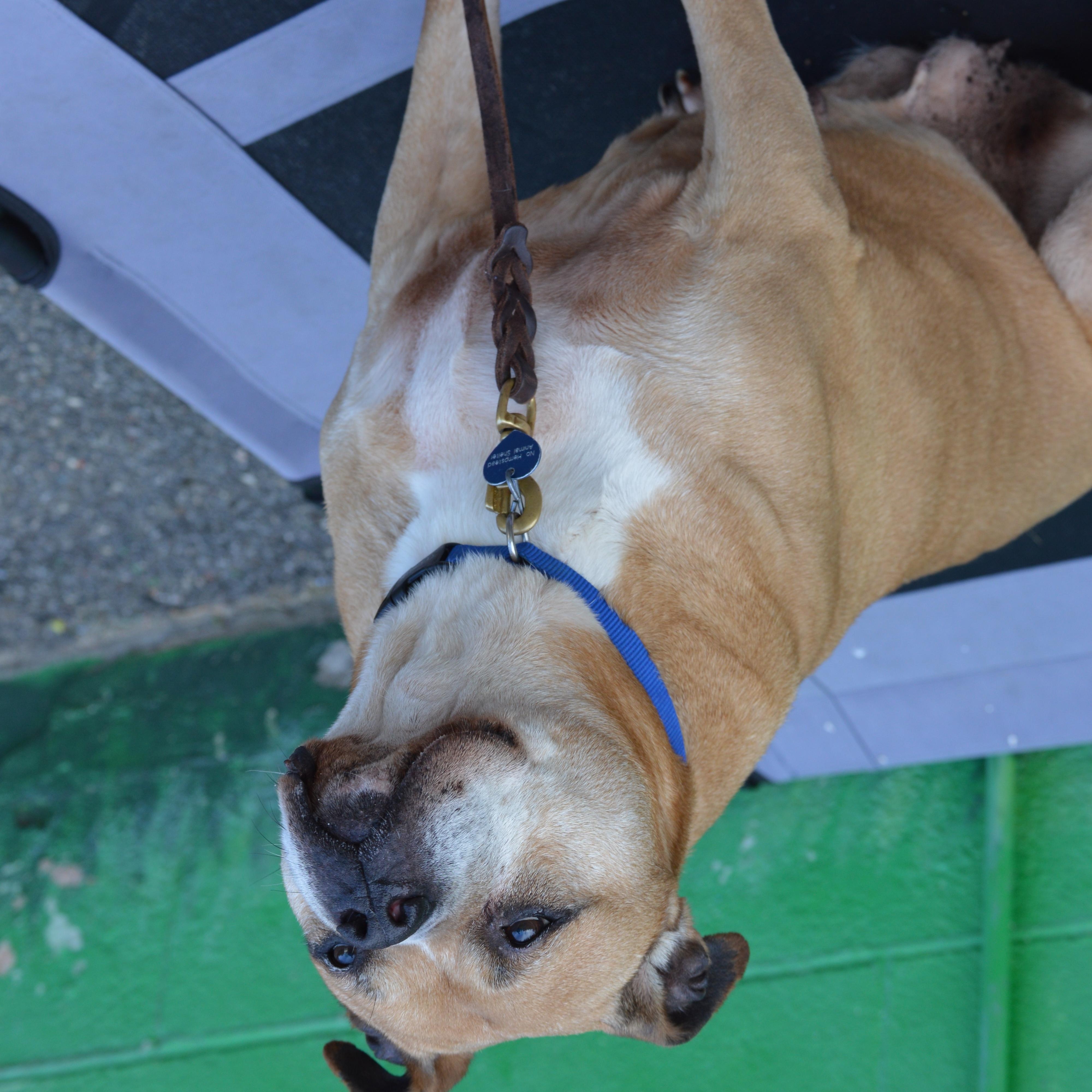 Enlarge Maya, a Adoptable mixed breed in Port Washington, NY image 4/4