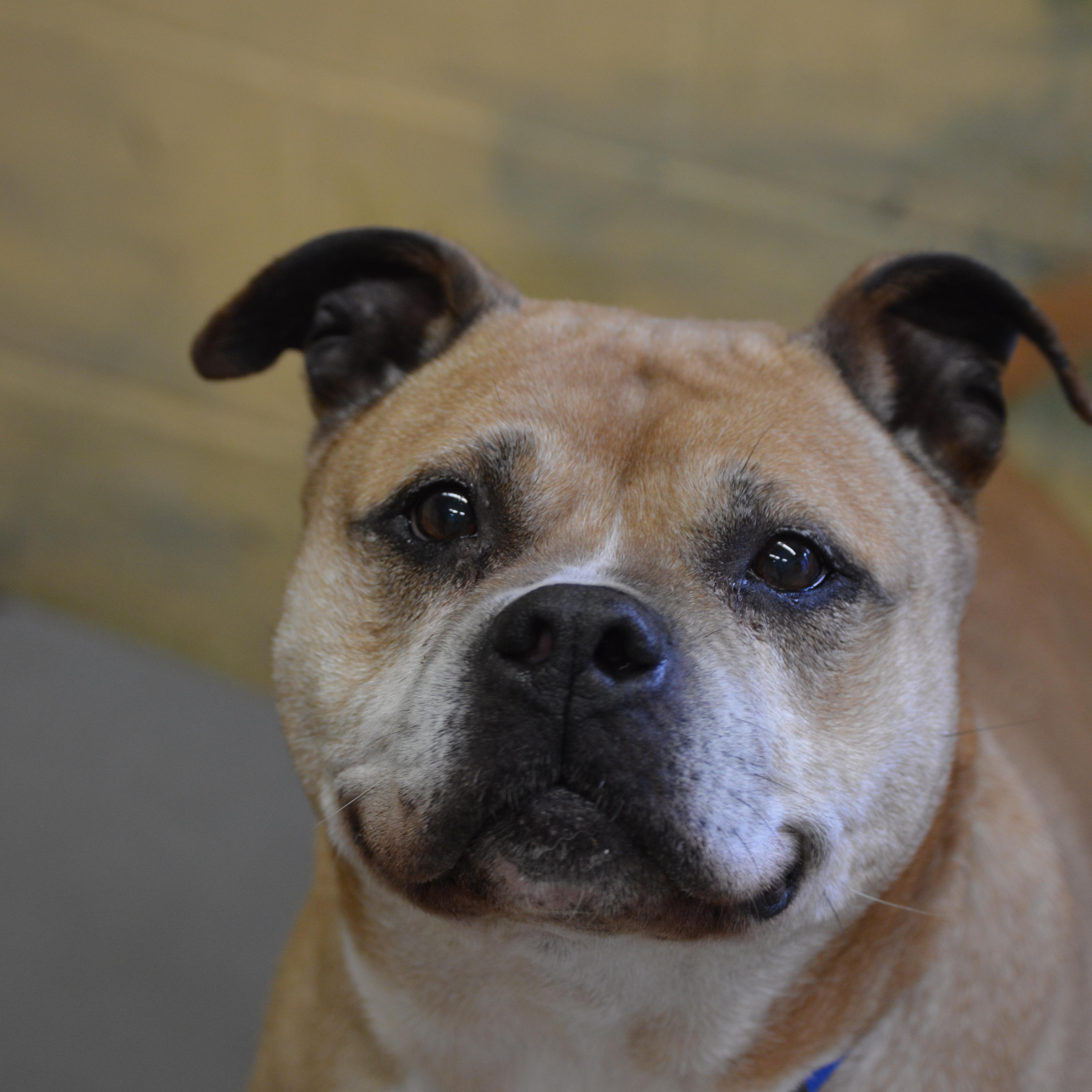 Enlarge Maya, a Adoptable mixed breed in Port Washington, NY image 3/4