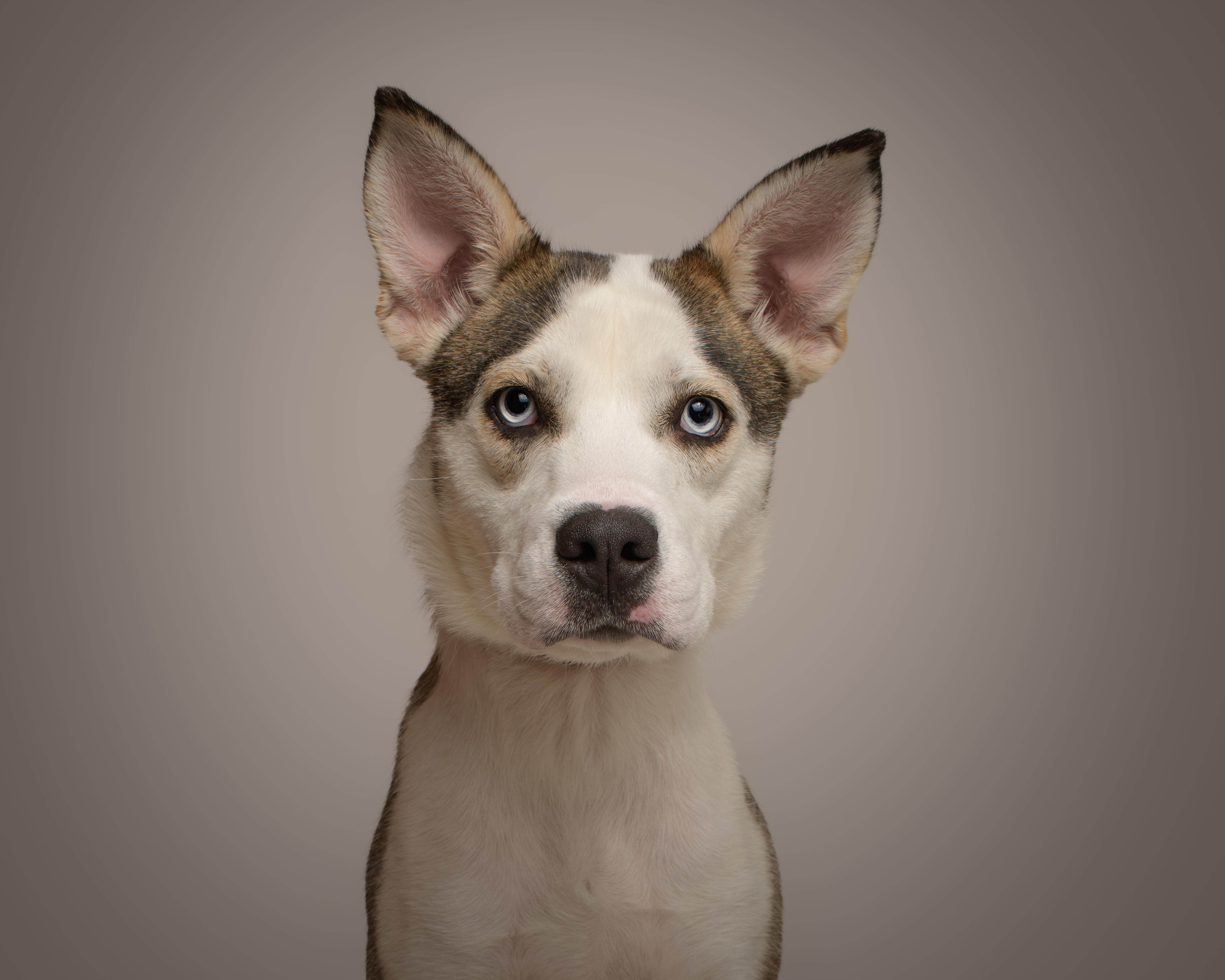 Katie, a Adoptable mixed breed in AQUEBOGUE, NY image 1/3