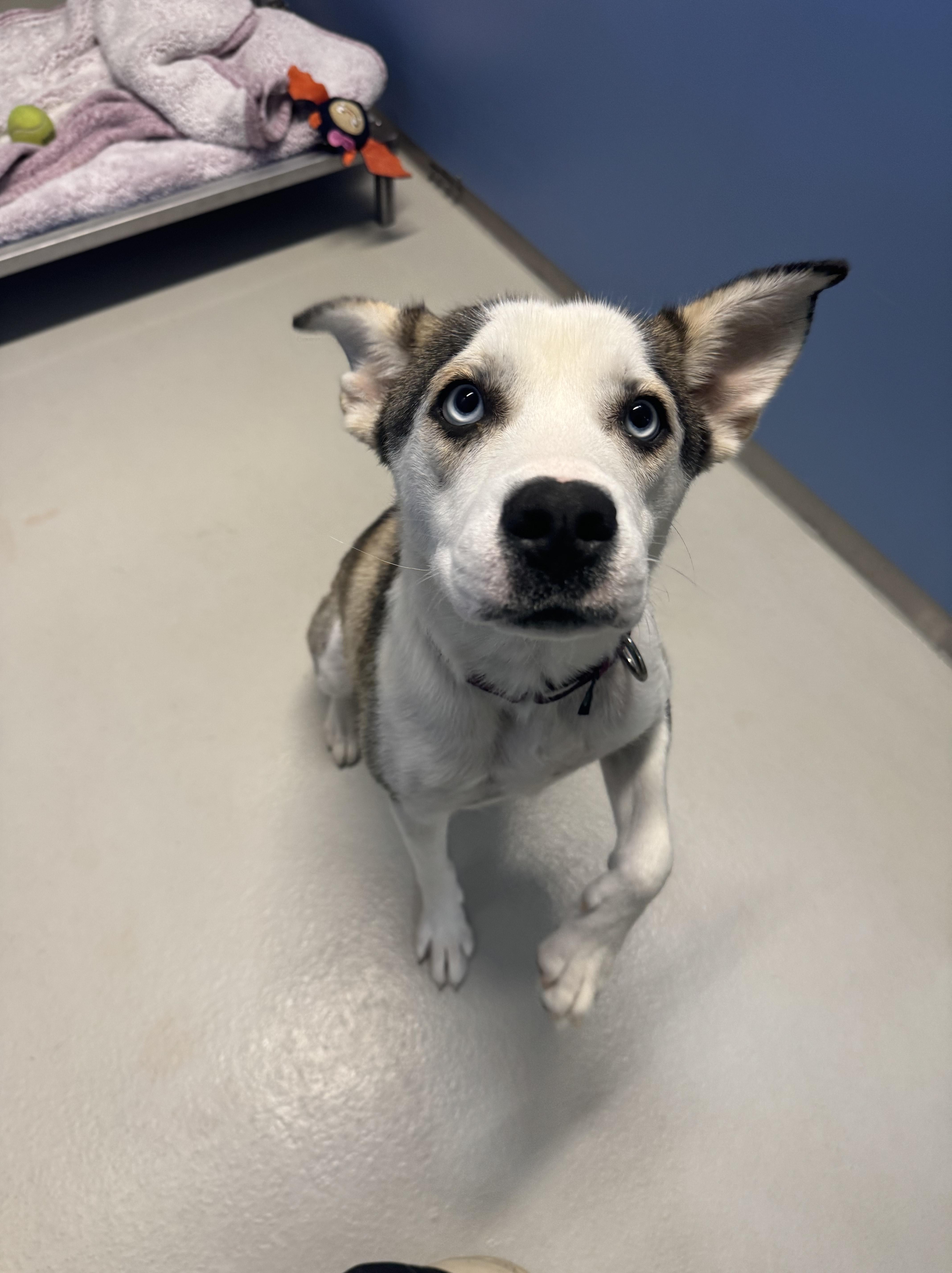 Katie, a Adoptable mixed breed in AQUEBOGUE, NY image 2/3