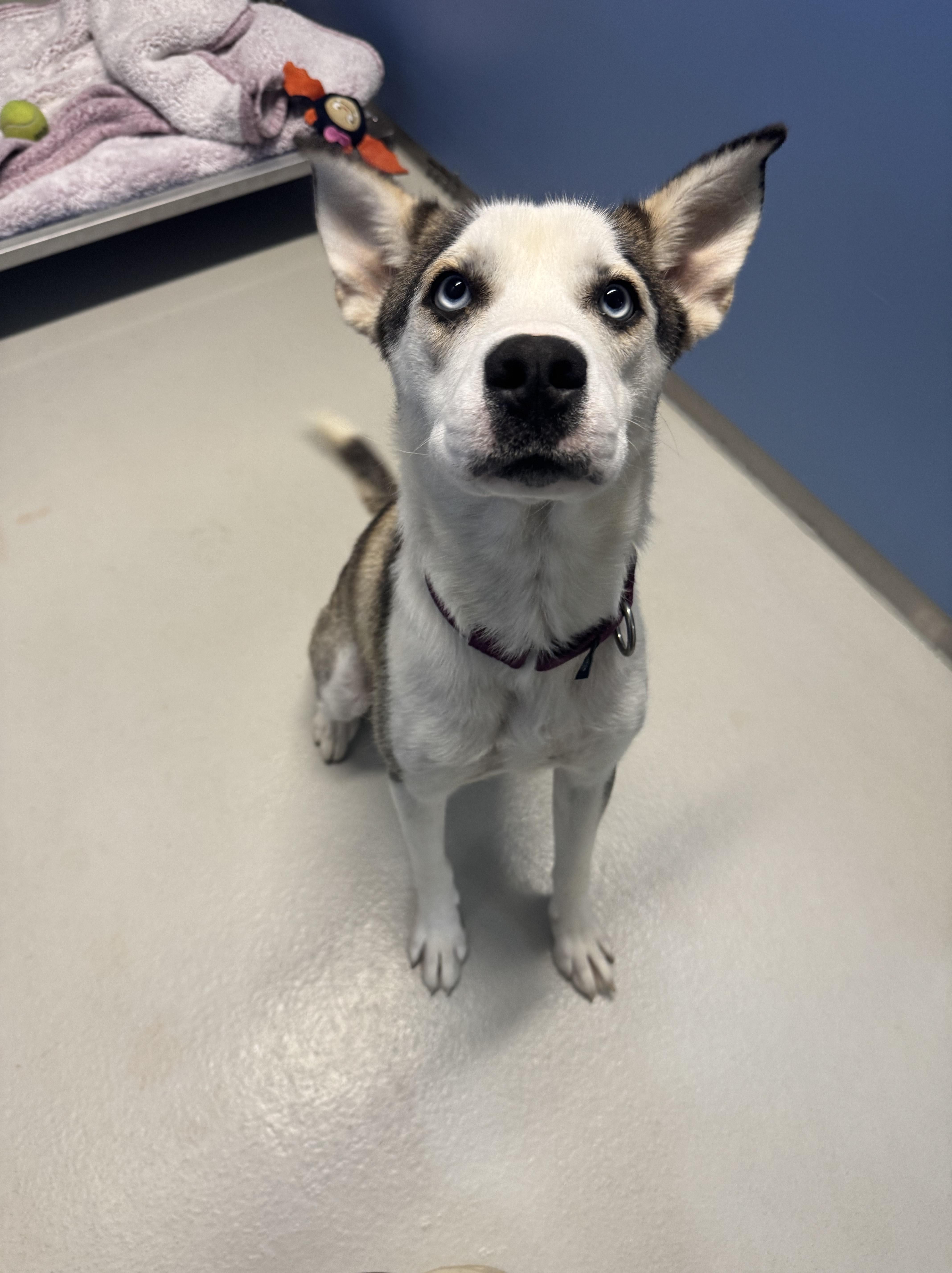 Katie, a Adoptable mixed breed in AQUEBOGUE, NY image 3/3