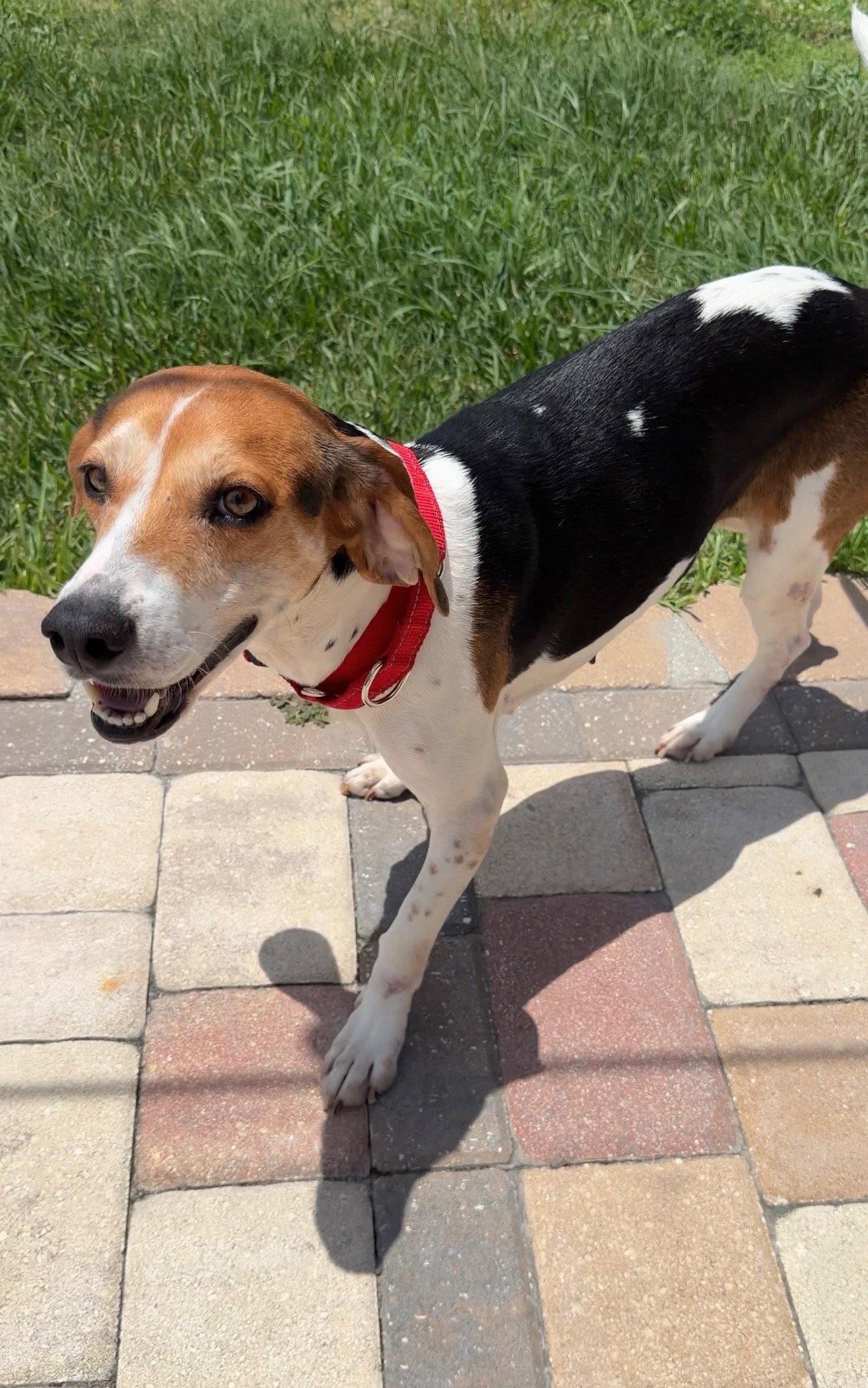Anna III, a Adopted Beagle in Tampa, FL image 1/3