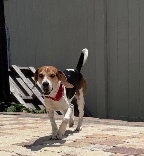 Anna III, a Adopted Beagle in Tampa, FL image 2/3