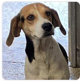 Anna III, a Adopted Beagle in Tampa, FL image 3/3