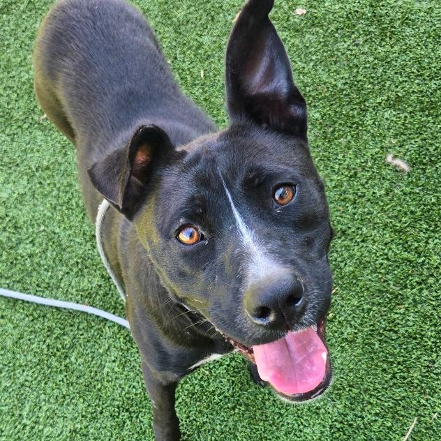 Saucy Pawci, Adoptable, Young Female Black Labrador Retriever.