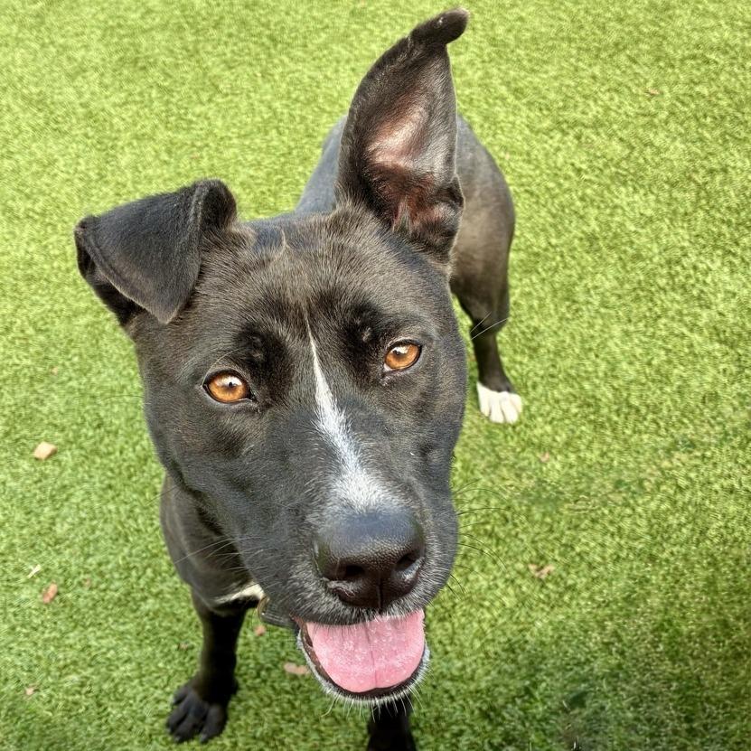 Saucy Pawci, a Adoptable Black Labrador Retriever in Chattanooga, TN image 2/6