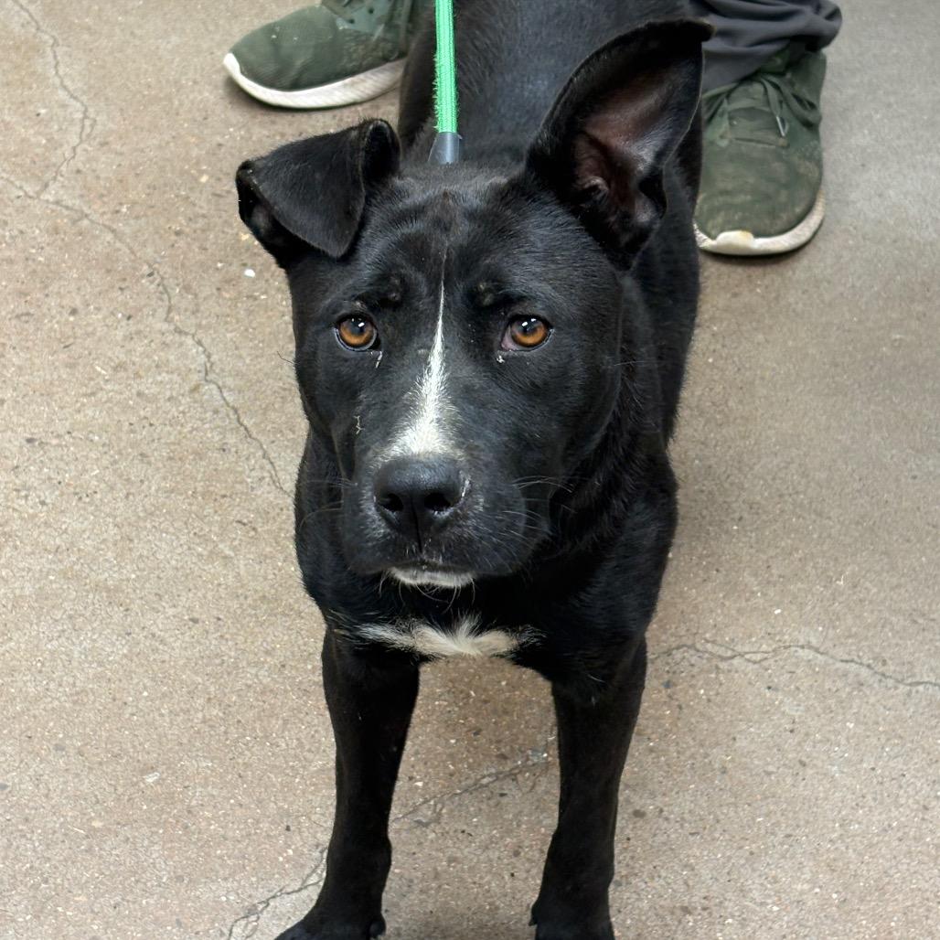 Saucy Pawci, a Adoptable Black Labrador Retriever in Chattanooga, TN image 3/6