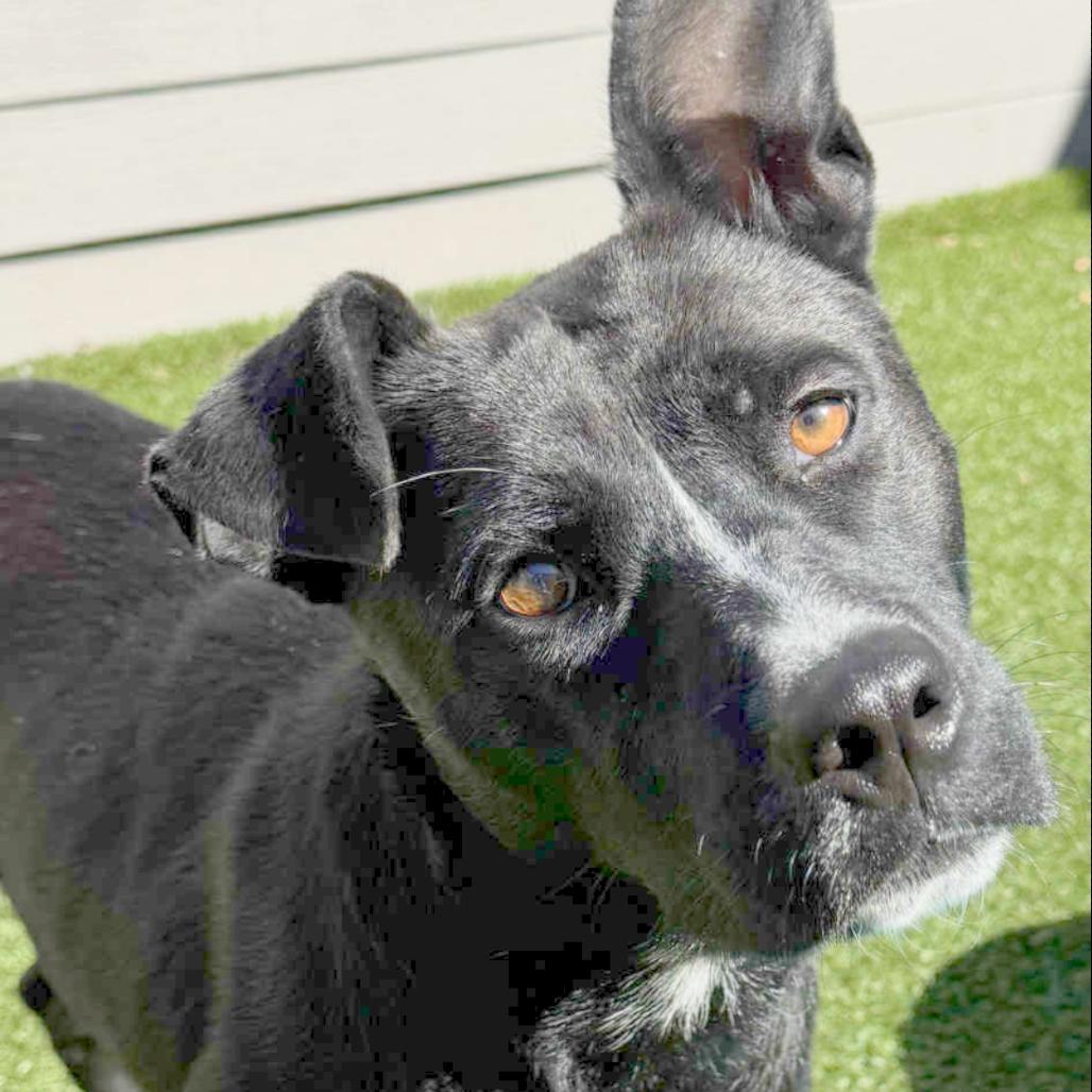 Saucy Pawci, a Adoptable Black Labrador Retriever in Chattanooga, TN image 5/6