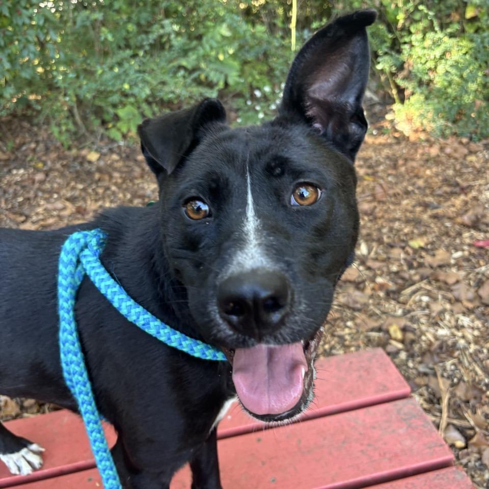 Saucy Pawci, a Adoptable Black Labrador Retriever in Chattanooga, TN image 6/6