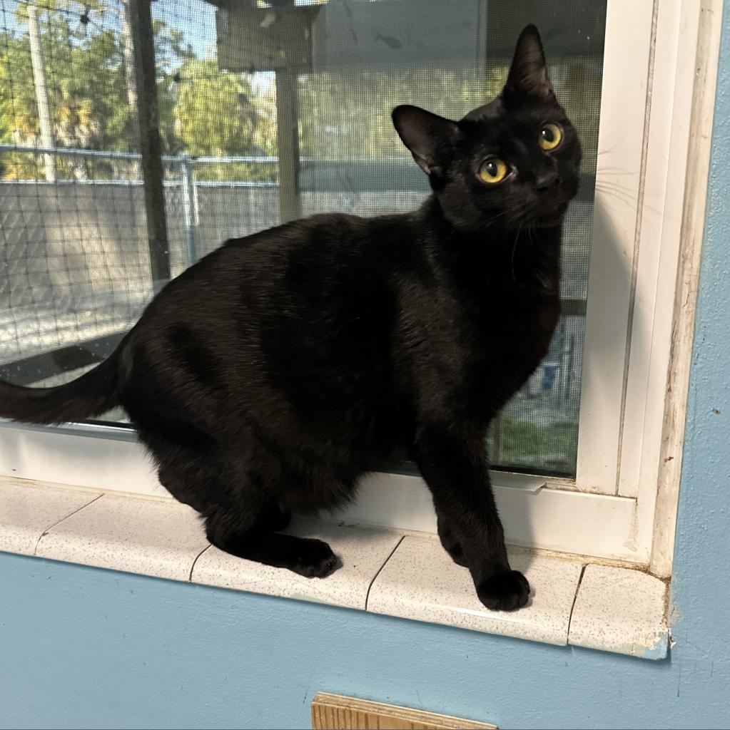 Arnie, a Adoptable Domestic Short Hair in Port Richey, FL image 1/6