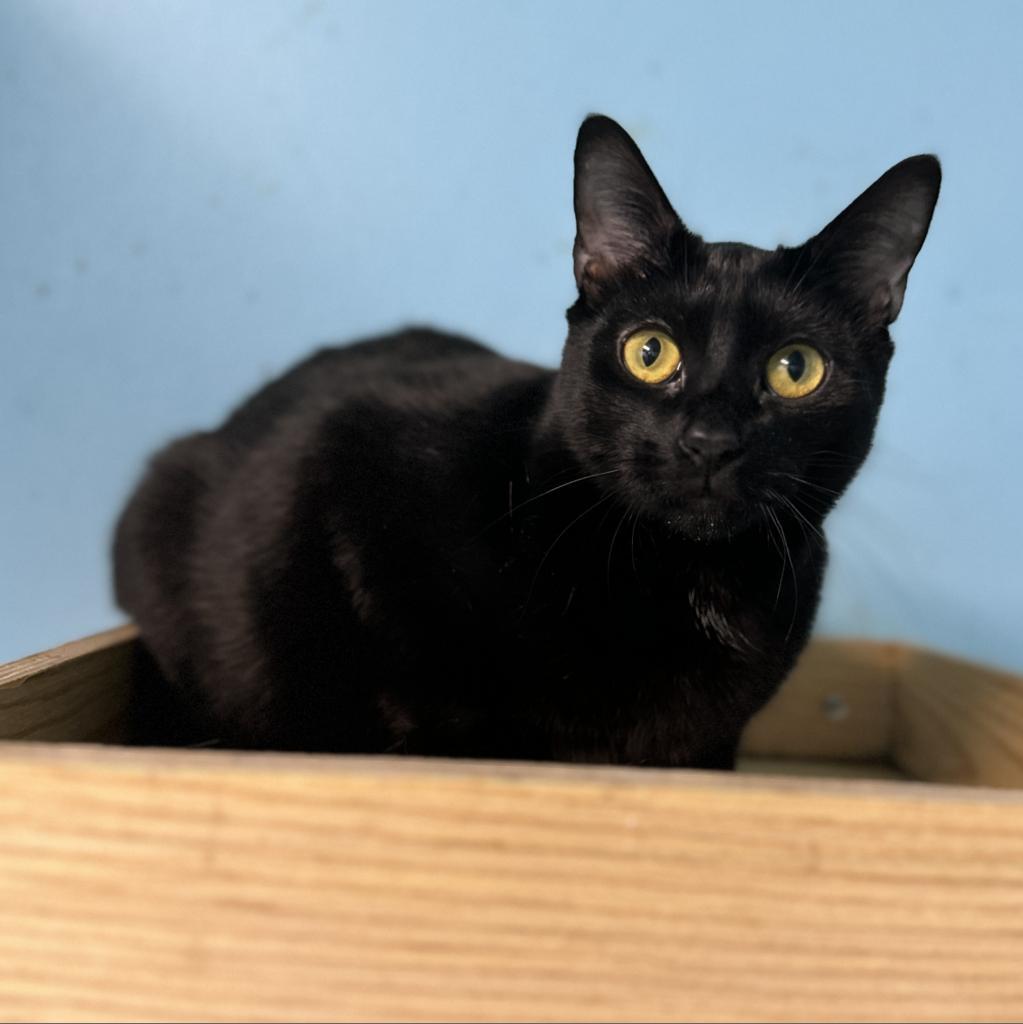 Arnie, a Adoptable Domestic Short Hair in Port Richey, FL image 2/6