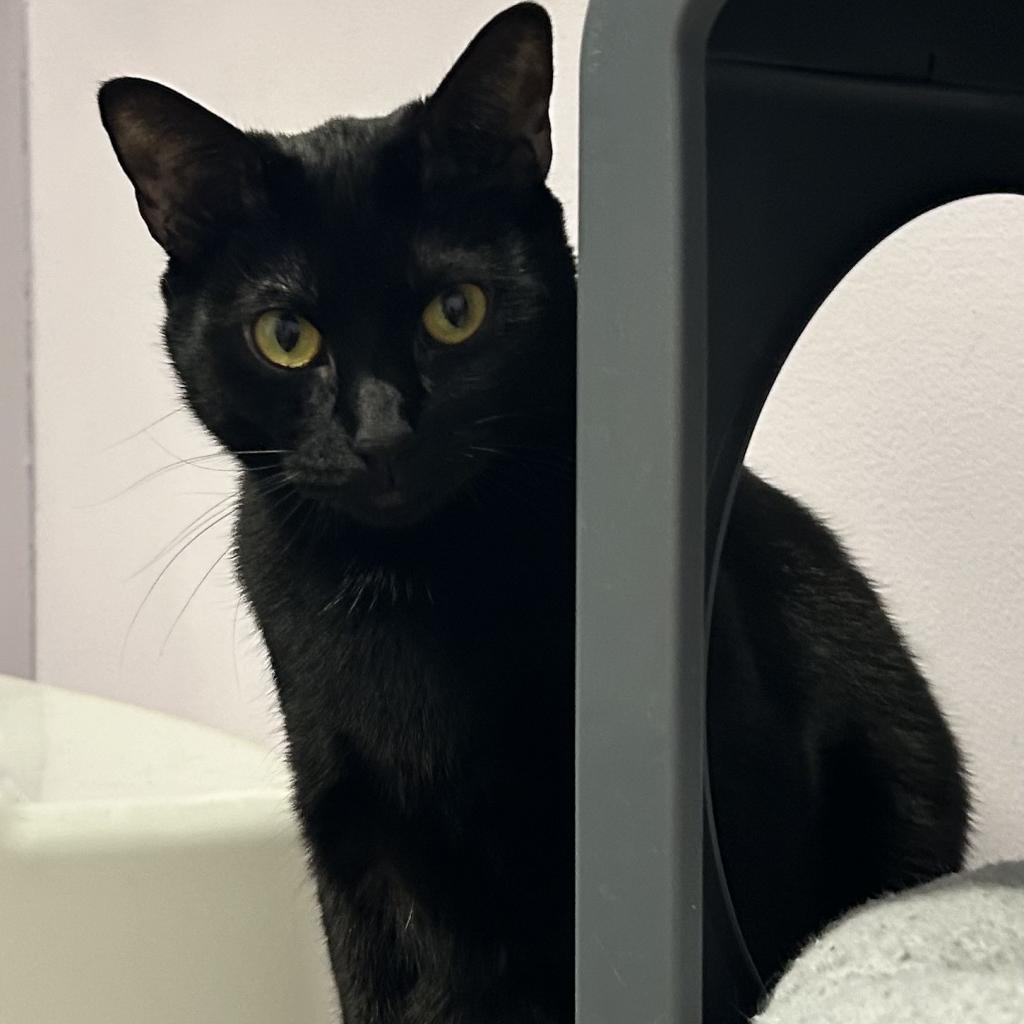 Arnie, a Adoptable Domestic Short Hair in Port Richey, FL image 3/6