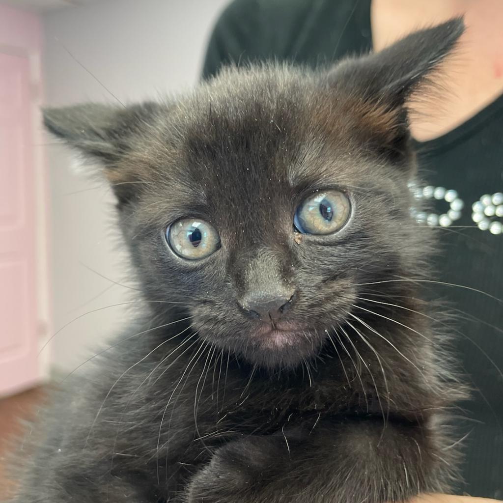 Arnie, a Adoptable Domestic Short Hair in Port Richey, FL image 4/6