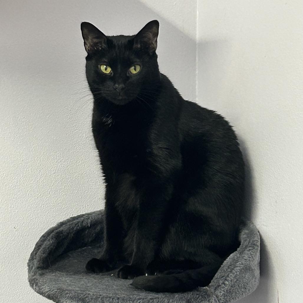 Arnie, a Adoptable Domestic Short Hair in Port Richey, FL image 5/6
