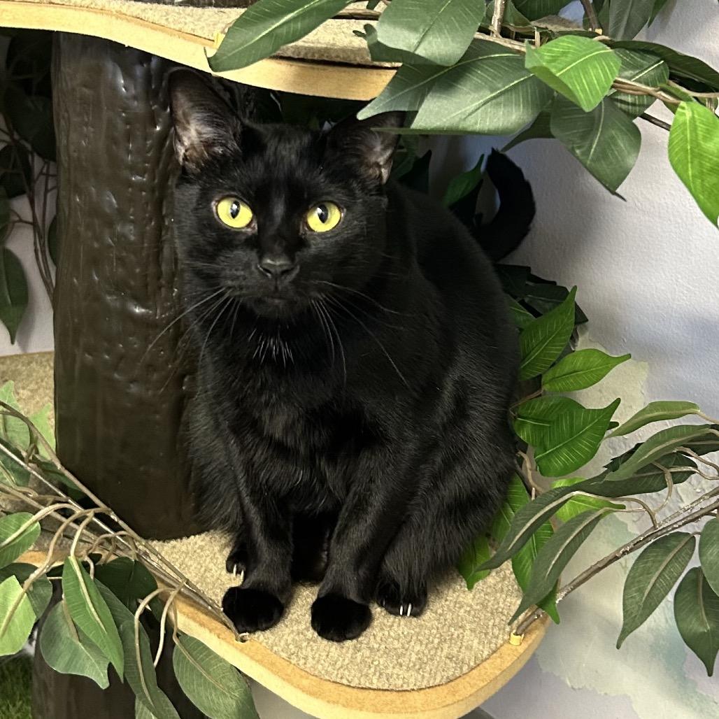 Arnie, a Adoptable Domestic Short Hair in Port Richey, FL image 6/6