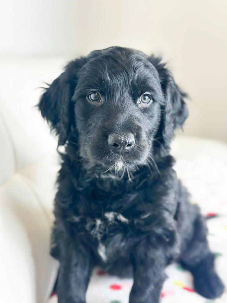 Cake Litter Tuxedo thumbnail 3