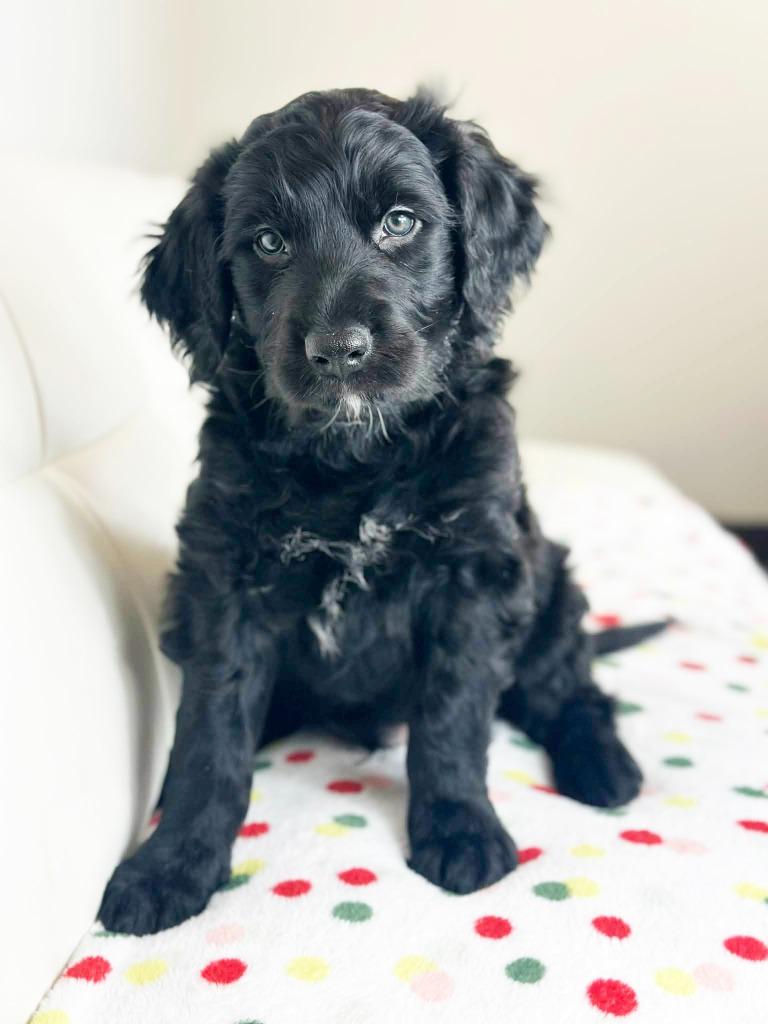 Cake Litter Tuxedo thumbnail 4