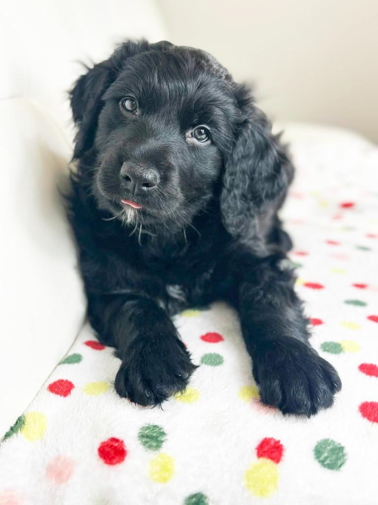 Cake Litter Tuxedo thumbnail 5