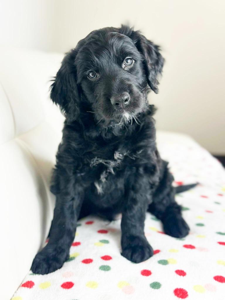 Cake Litter Tuxedo thumbnail 6