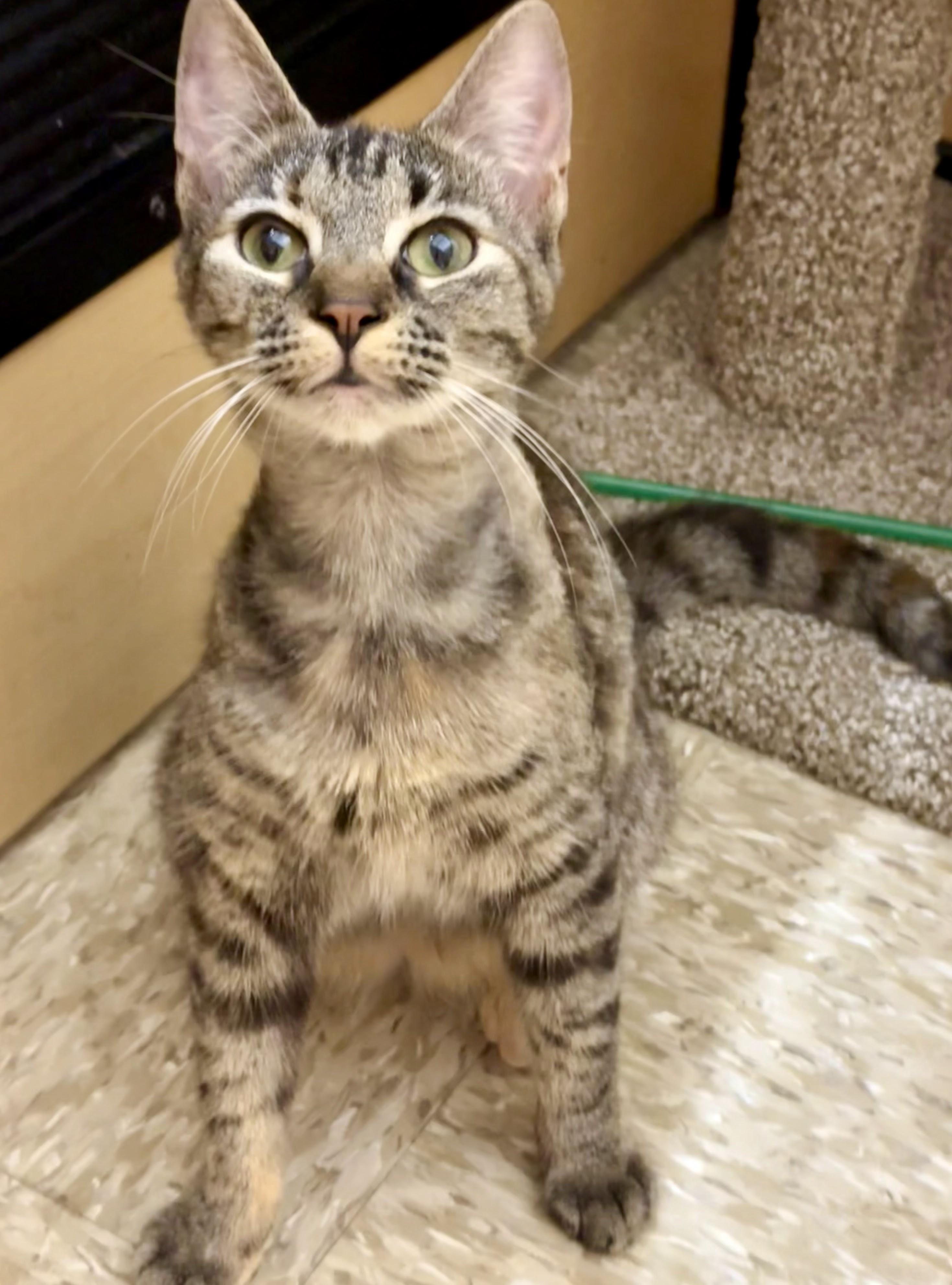 Julliette, ADOPTABLE, Young Female Torbie & Domestic Short Hair.