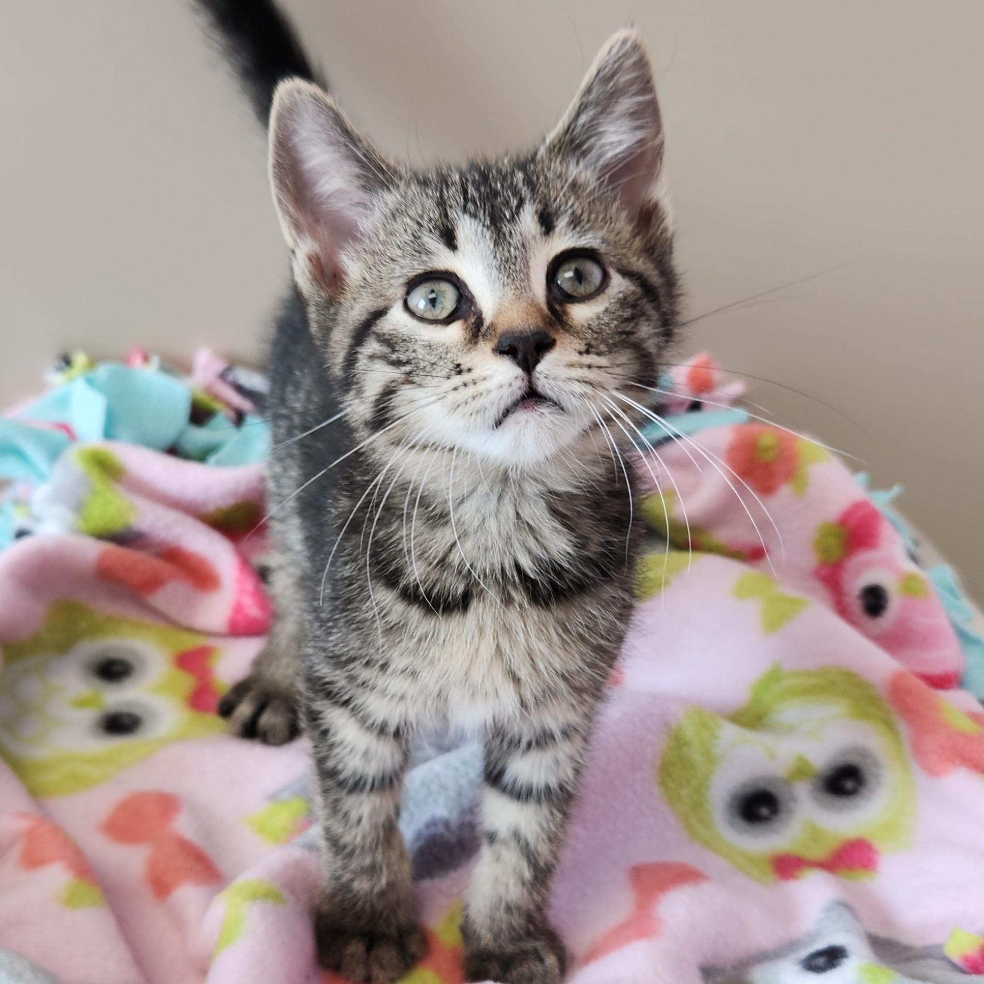 Enlarge Slowpoke, a ADOPTABLE Tabby in Marshfield, WI image 3/4