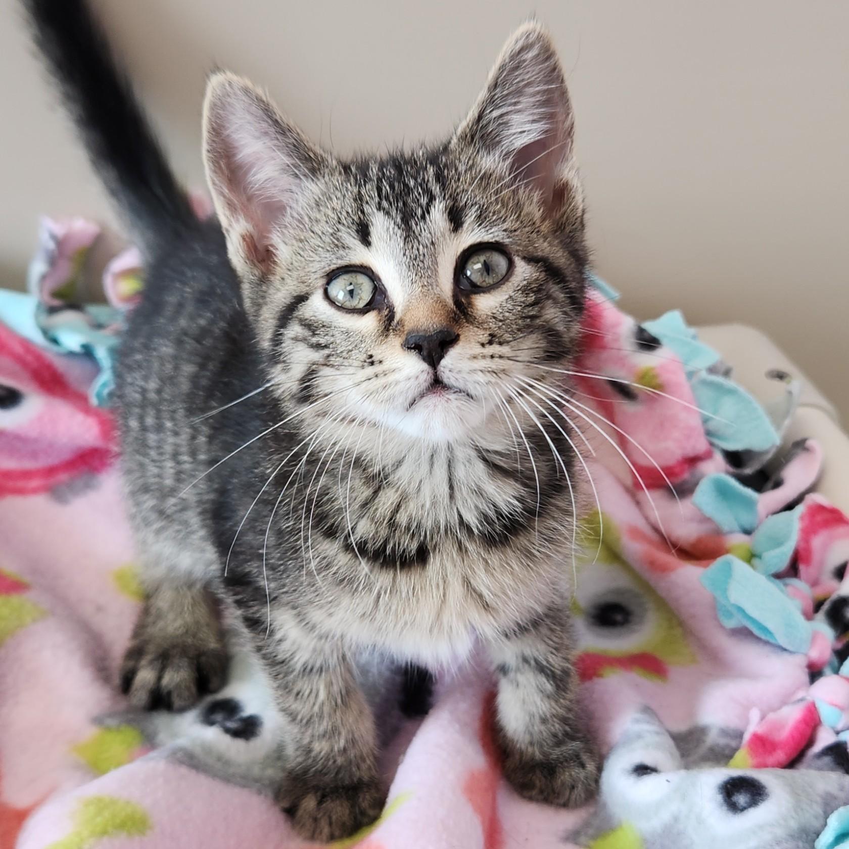 Slowpoke, ADOPTABLE, Kitten Male Tabby.