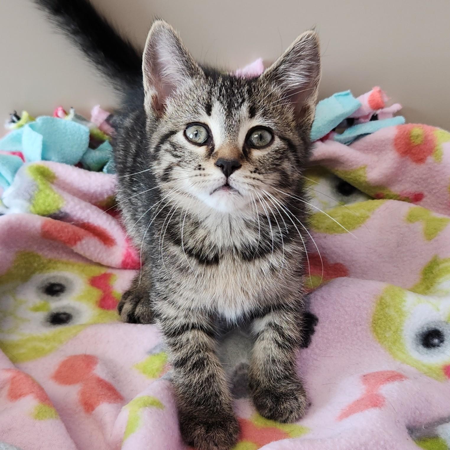 Enlarge Slowpoke, a ADOPTABLE Tabby in Marshfield, WI image 2/4