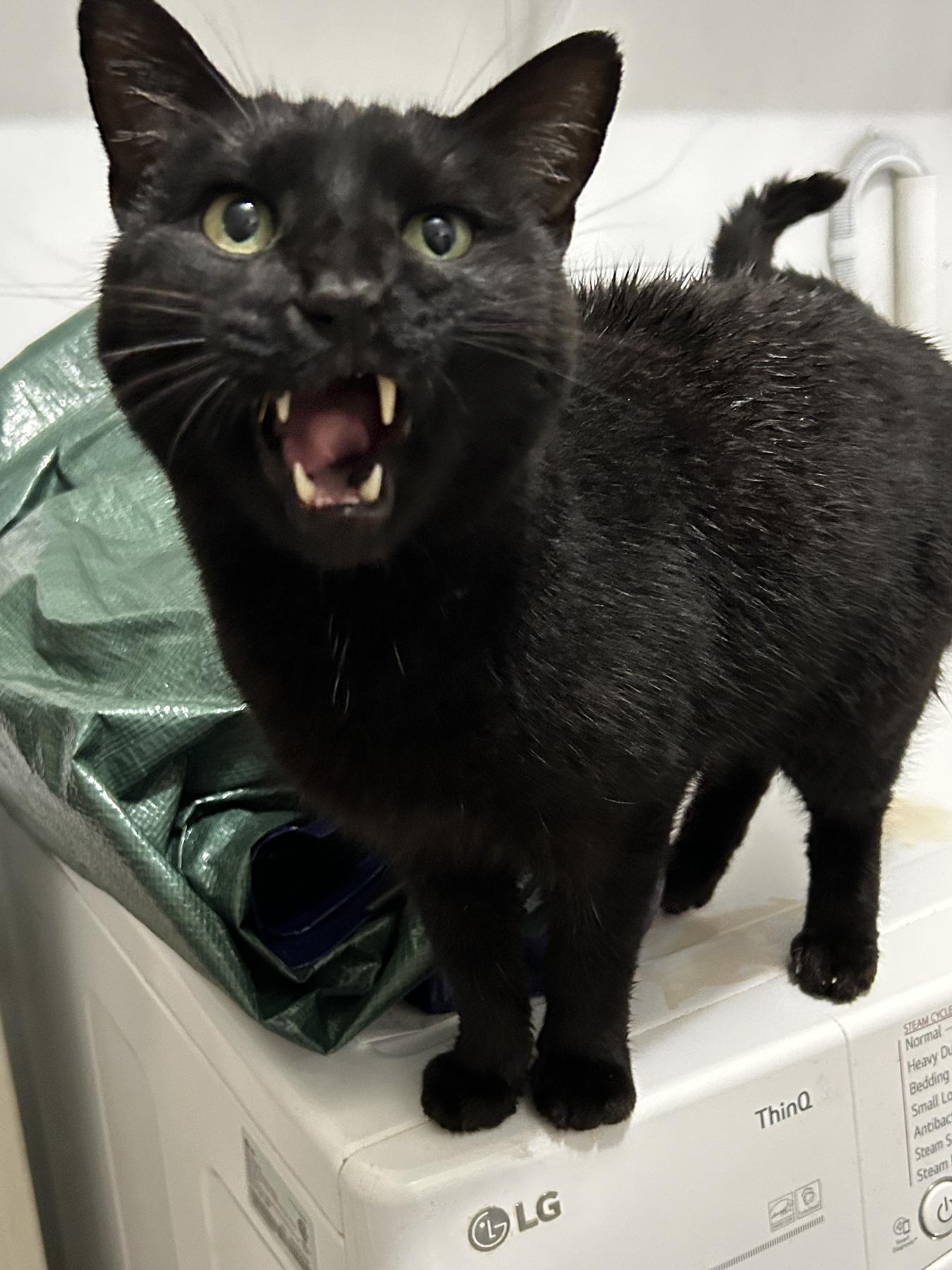 Eddie (car buddy), Adoptable, Adult Male American Shorthair.