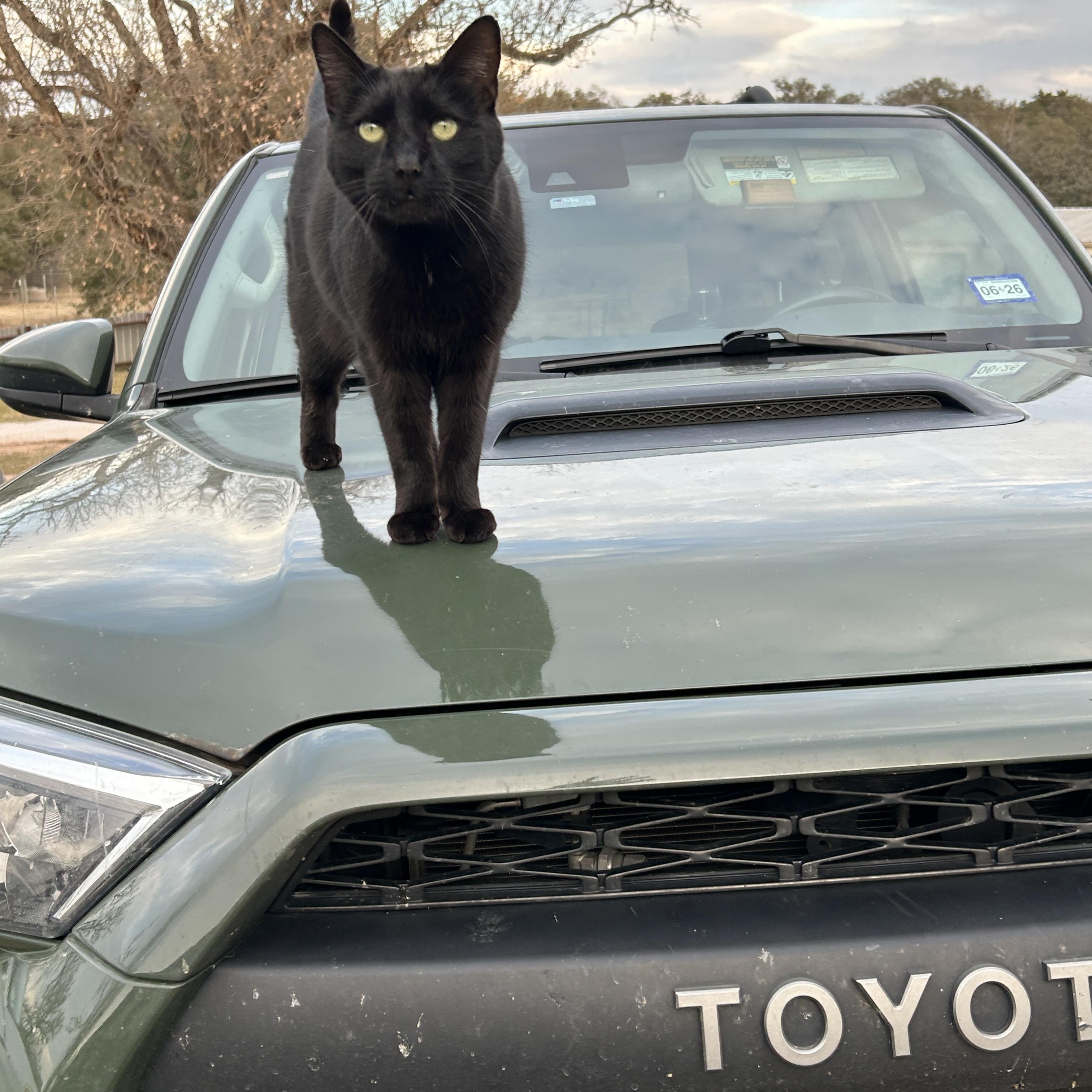 Eddie (car buddy), Adoptable, Adult Male American Shorthair.