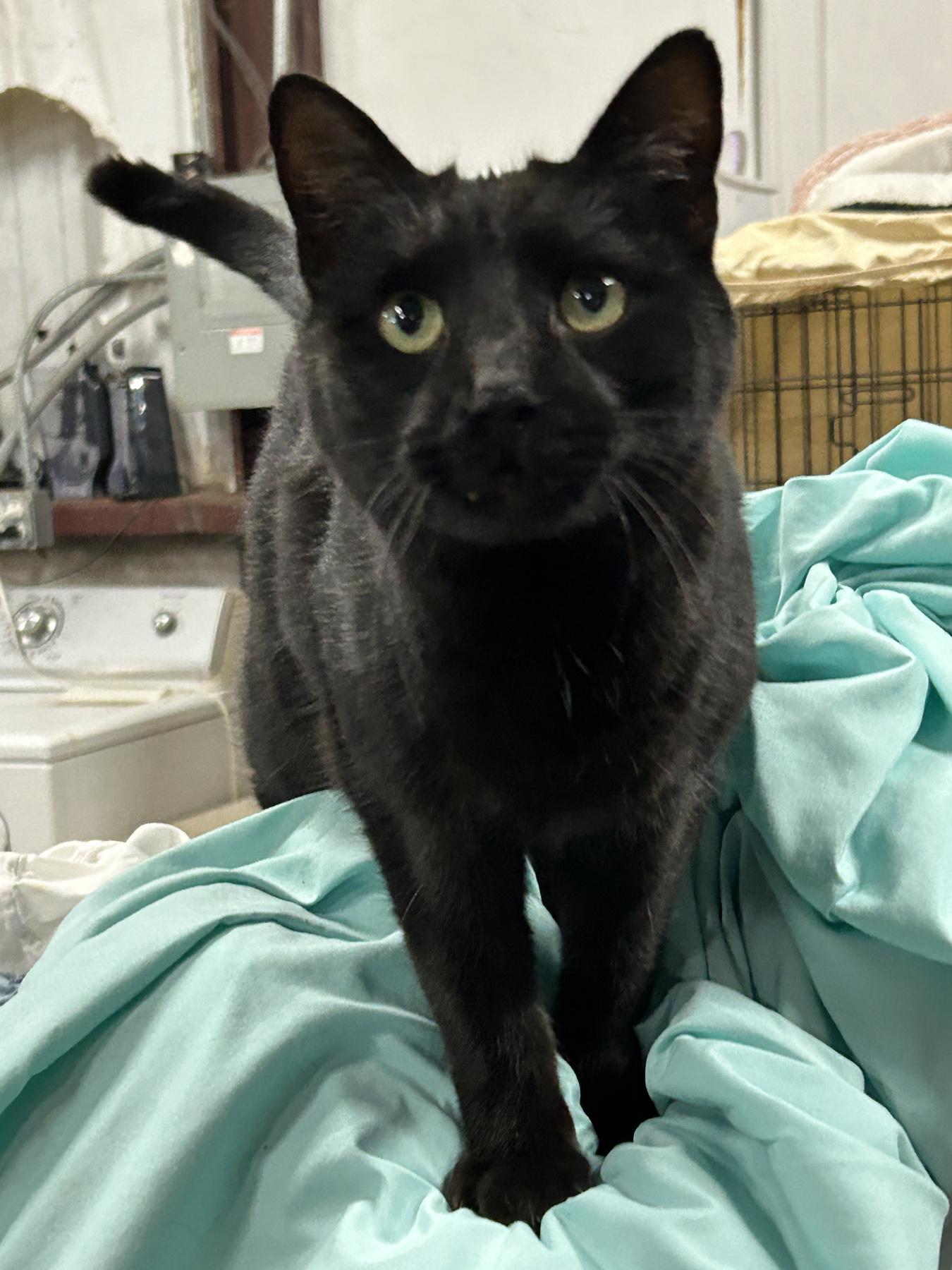 Eddie (car buddy), Adoptable, Adult Male American Shorthair.
