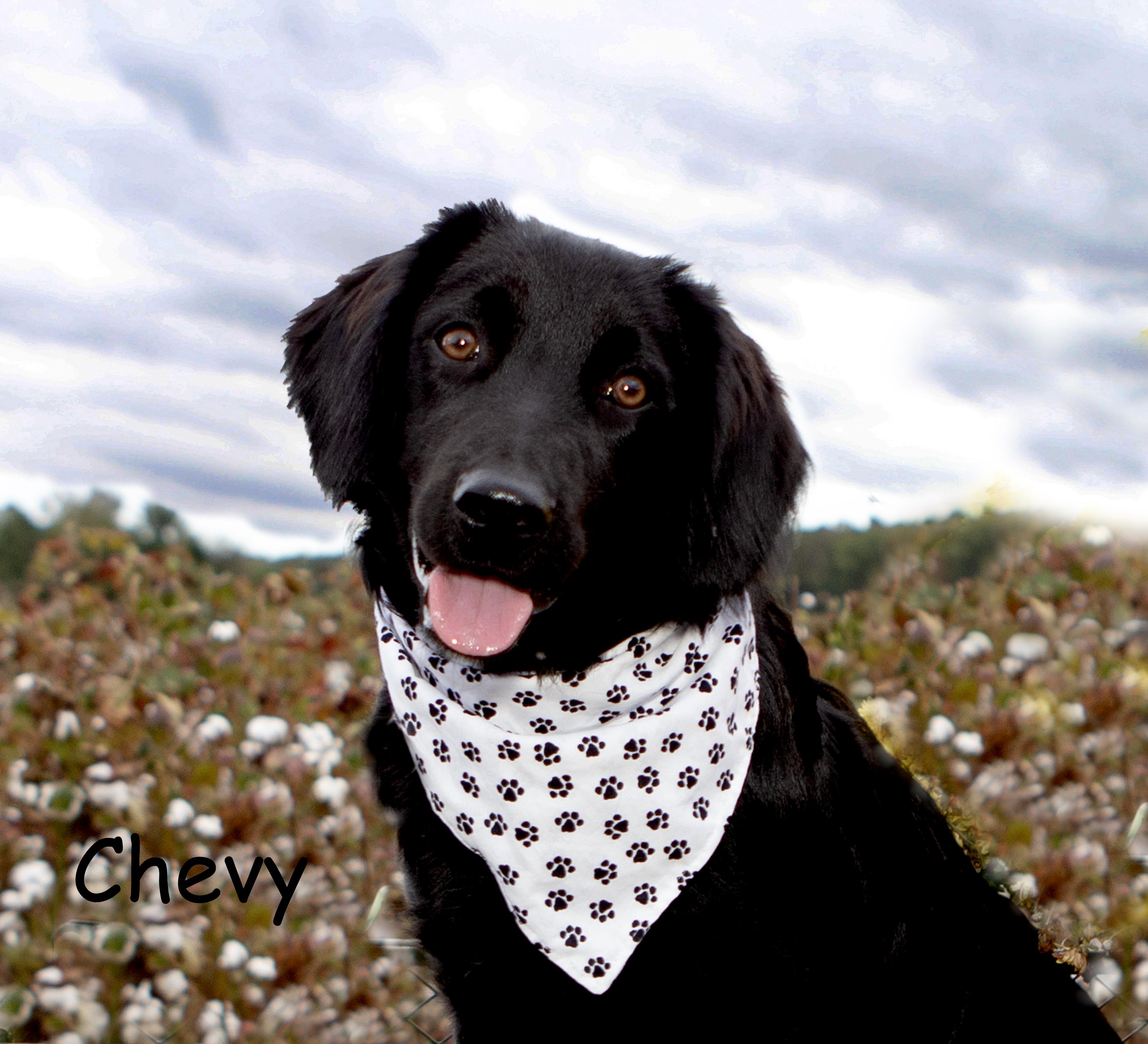 Chevy, a Adopted mixed breed in Elloree, SC image 2/2