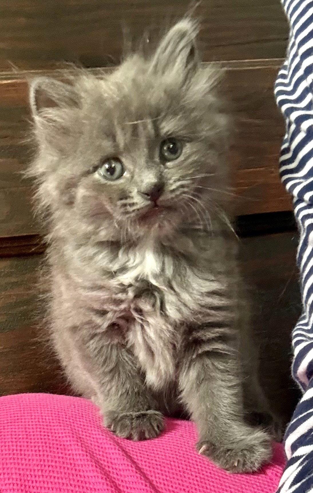 Flower, Adopted, Kitten Male Domestic Long Hair.