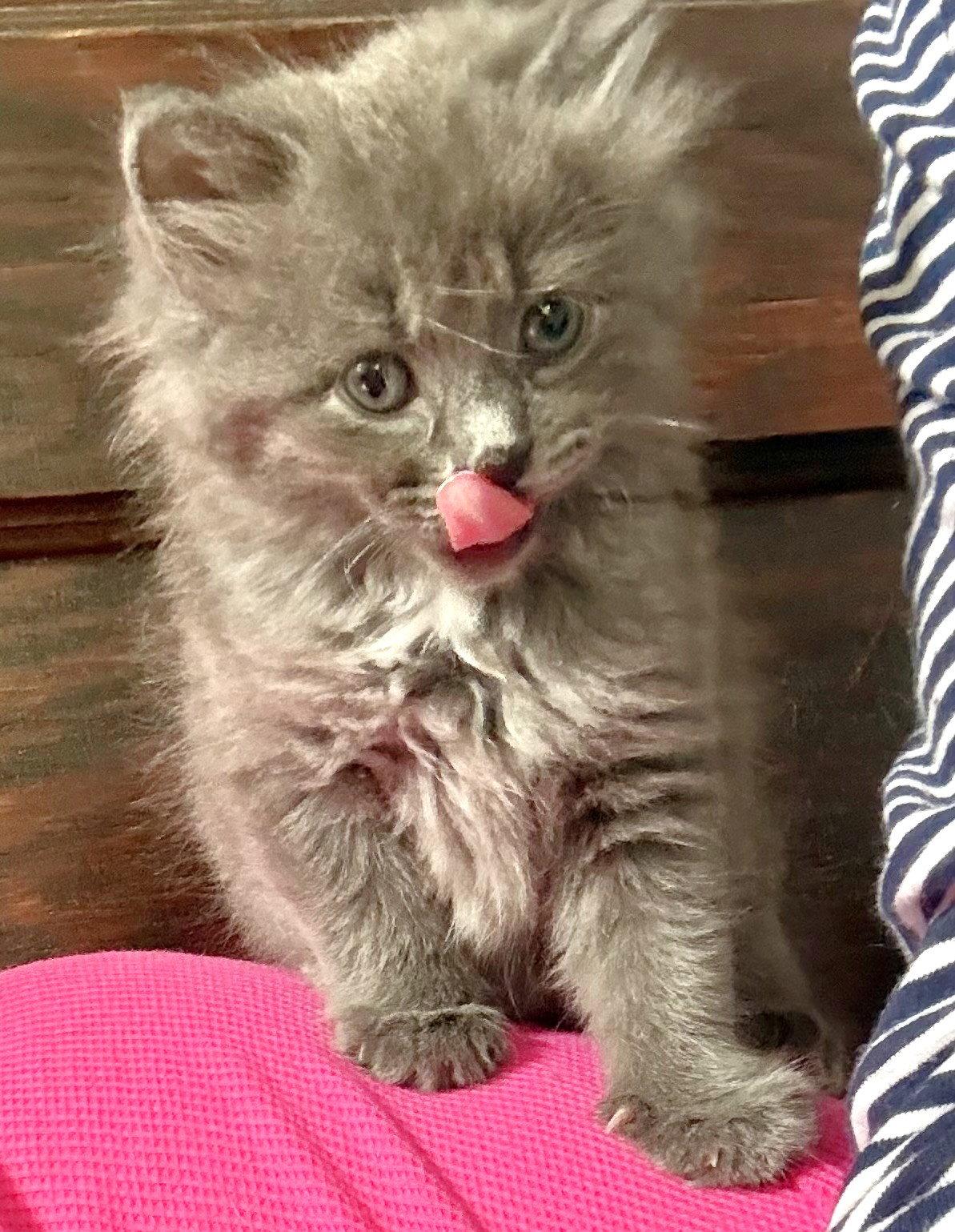 Enlarge Flower, a Adopted Domestic Long Hair in Shawnee, KS image 2/3