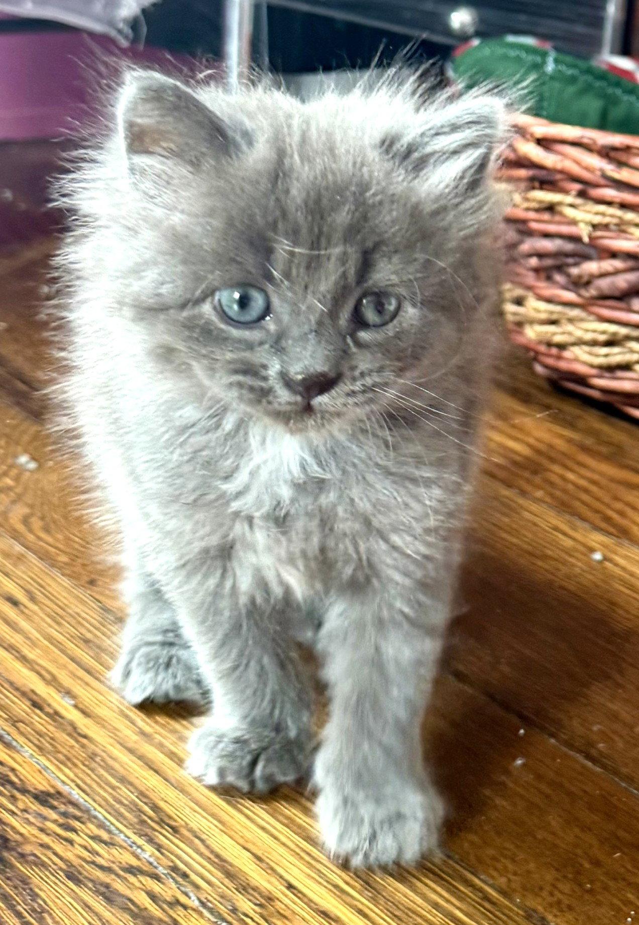 Enlarge Flower, a Adopted Domestic Long Hair in Shawnee, KS image 3/3