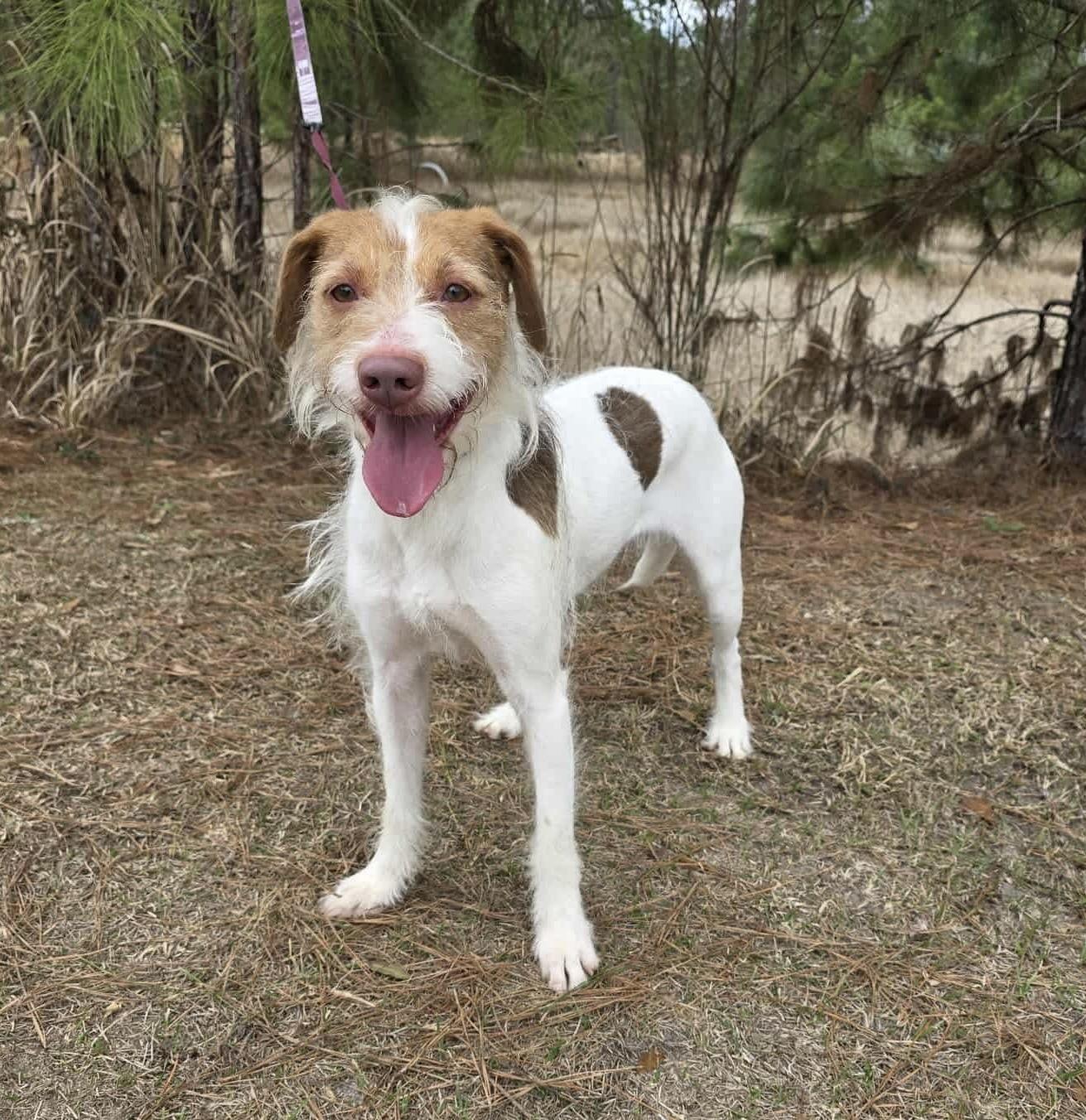 Ruby, Adoptable, Adult Female Jack Russell Terrier & Brittany Spaniel.