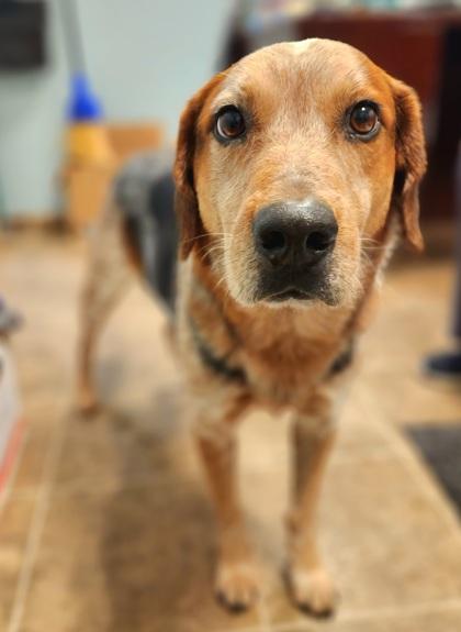 Enlarge Dash 1838-22, a Adoptable mixed breed in Cumming, GA image 1/3