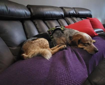 Enlarge Dash 1838-22, a Adoptable mixed breed in Cumming, GA image 2/3