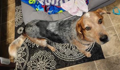 Enlarge Dash 1838-22, a Adoptable mixed breed in Cumming, GA image 3/3