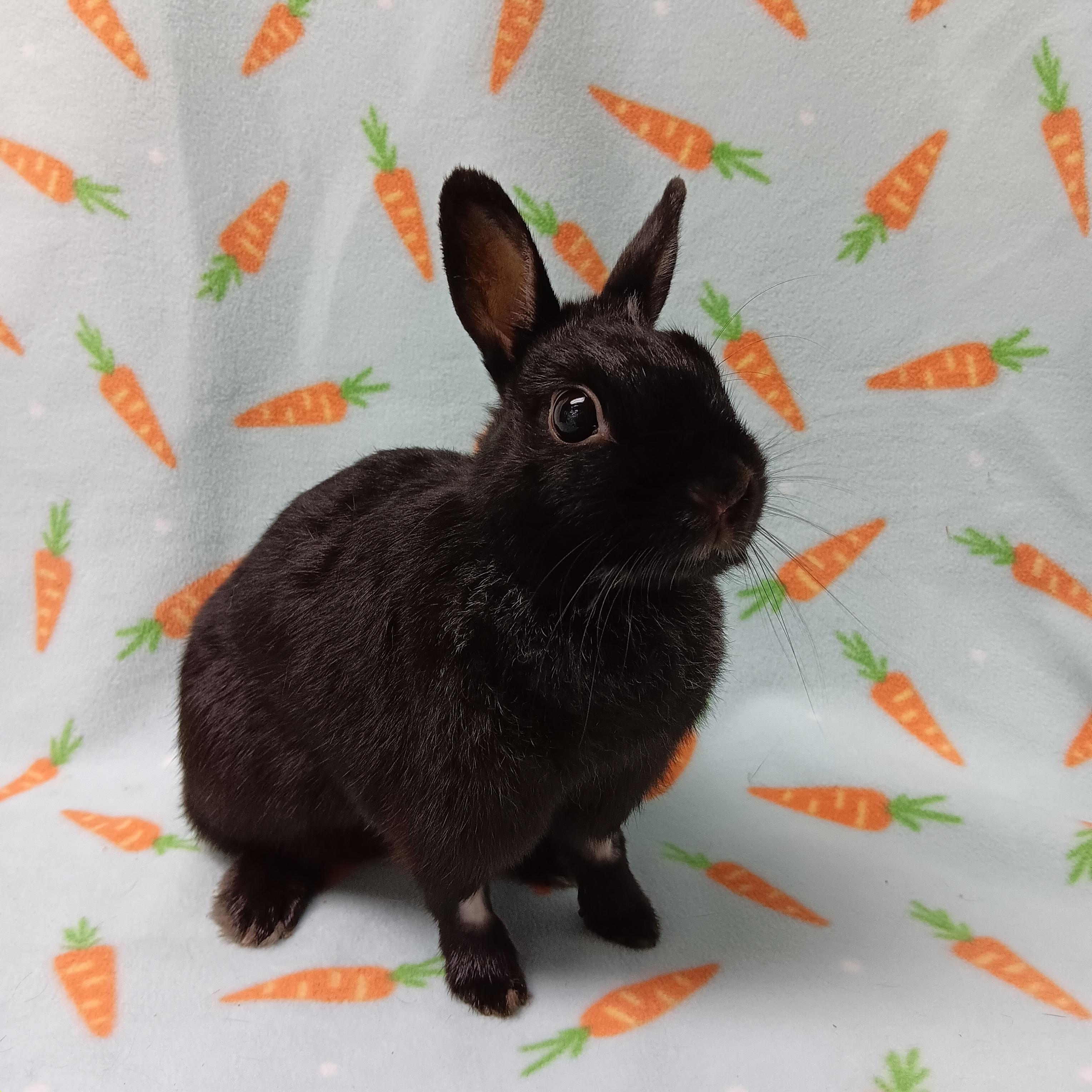 Scarlett, Adoptable, Adult Female Netherland Dwarf.