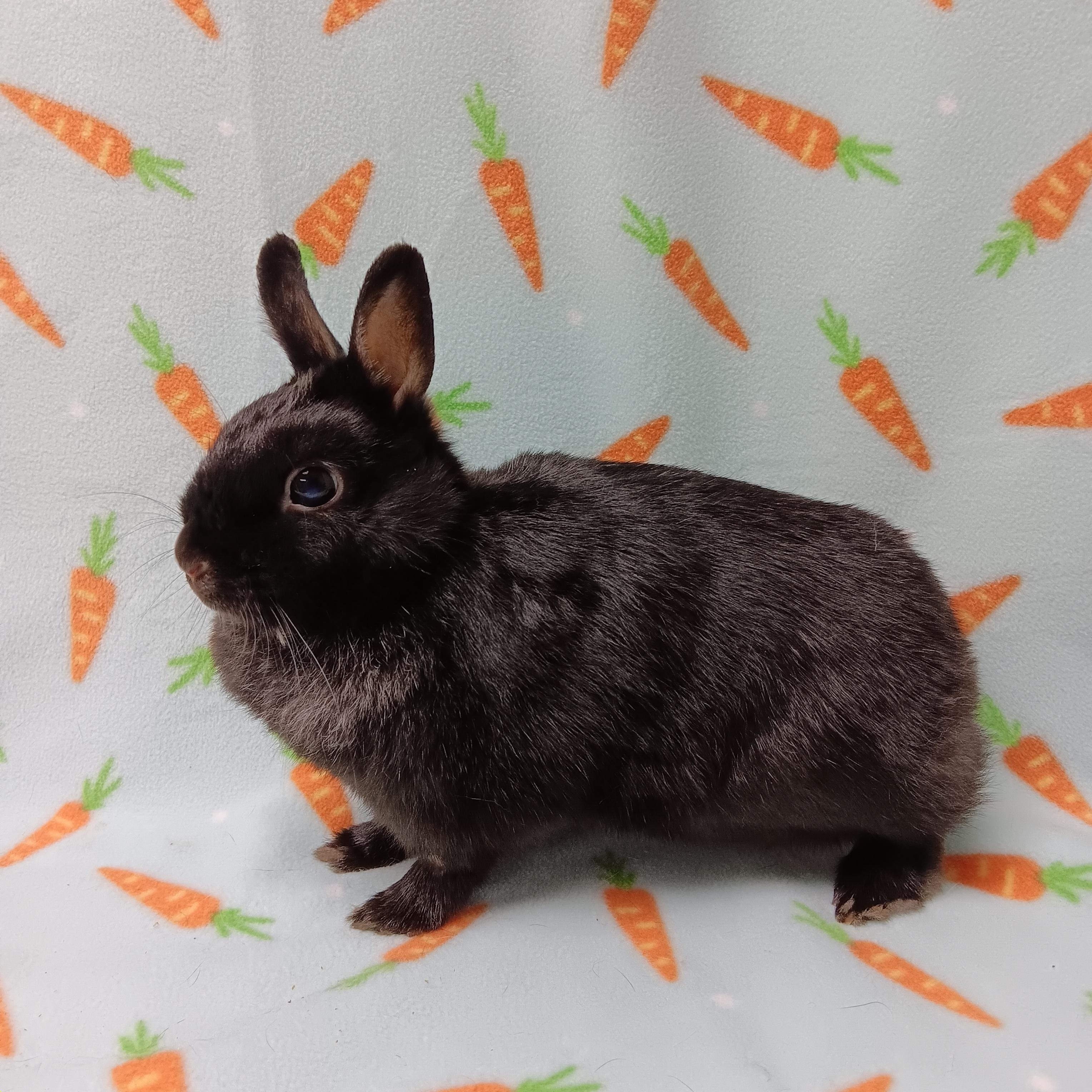 Enlarge Scarlett, a Adoptable Netherland Dwarf in Harrisburg, PA image 2/2